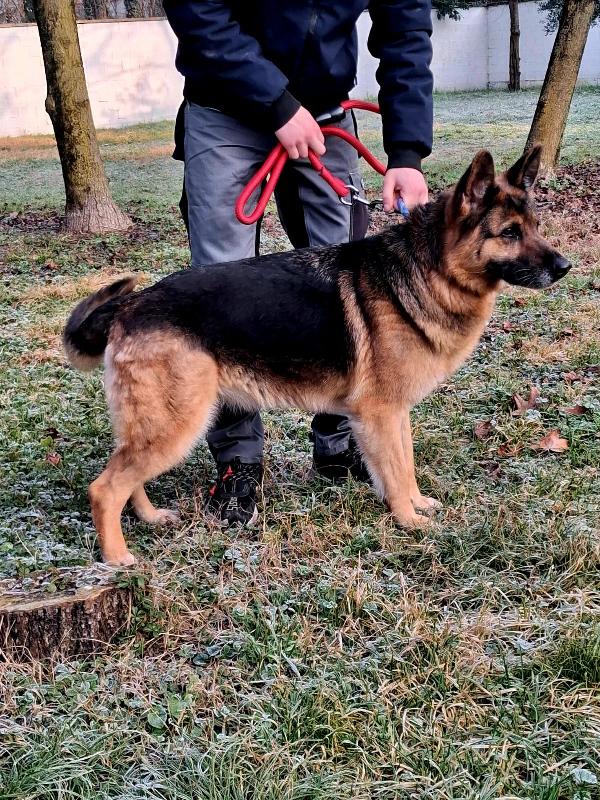 Fede Pastore Tedesco